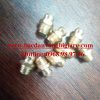 ỐC MỠ GỐI ĐỠ